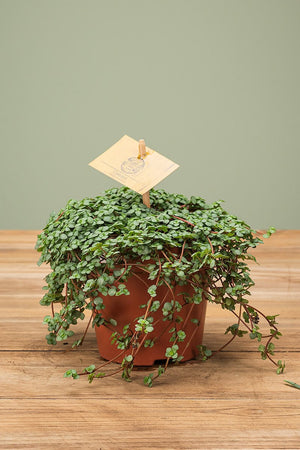 
                  
                    Pilea Glauca
                  
                