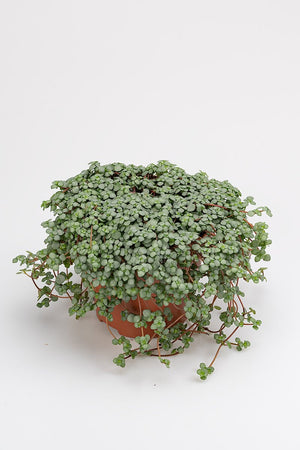 
                  
                    Pilea Glauca
                  
                
