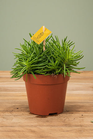 
                  
                    Senecio Archeri Himalaya
                  
                