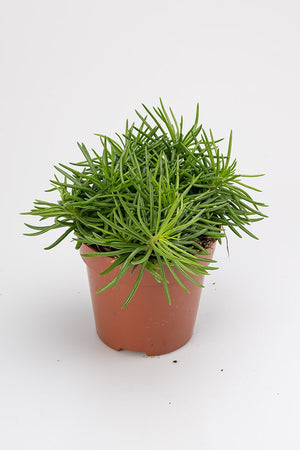 
                  
                    Senecio Archeri Himalaya
                  
                