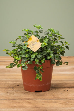 
                  
                    Pilea Depressa Sao Paulo
                  
                
