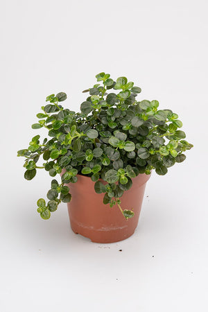 
                  
                    Pilea Depressa Sao Paulo
                  
                