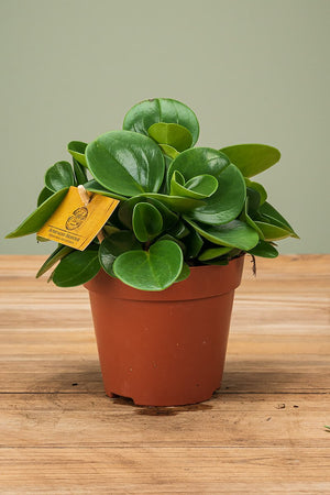
                  
                    Peperomia Obtusifolia
                  
                
