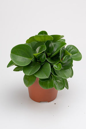 
                  
                    Peperomia Obtusifolia
                  
                
