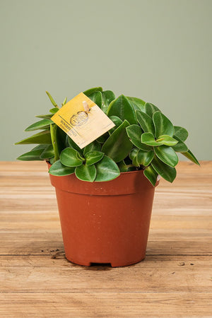 
                  
                    Peperomia Pixie
                  
                