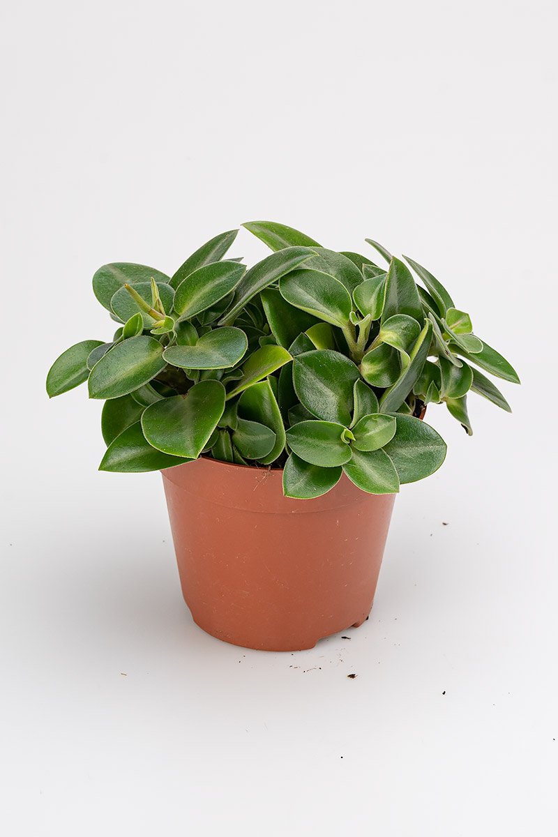 Peperomia Pixie mit glänzenden mittelgrünen Blättern in einem braunen Topf auf hellem Hintergrund, Ø 12cm
