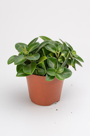 
                  
                    Peperomia Pixie
                  
                