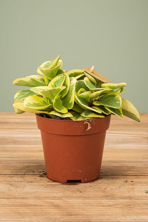 
                  
                    Peperomia Obtipan Bicolor
                  
                