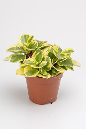 
                  
                    Peperomia Obtipan Bicolor
                  
                