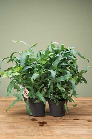 
                  
                    Phlebodium
                  
                