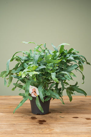 
                  
                    Phlebodium
                  
                