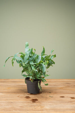 
                  
                    Phlebodium
                  
                