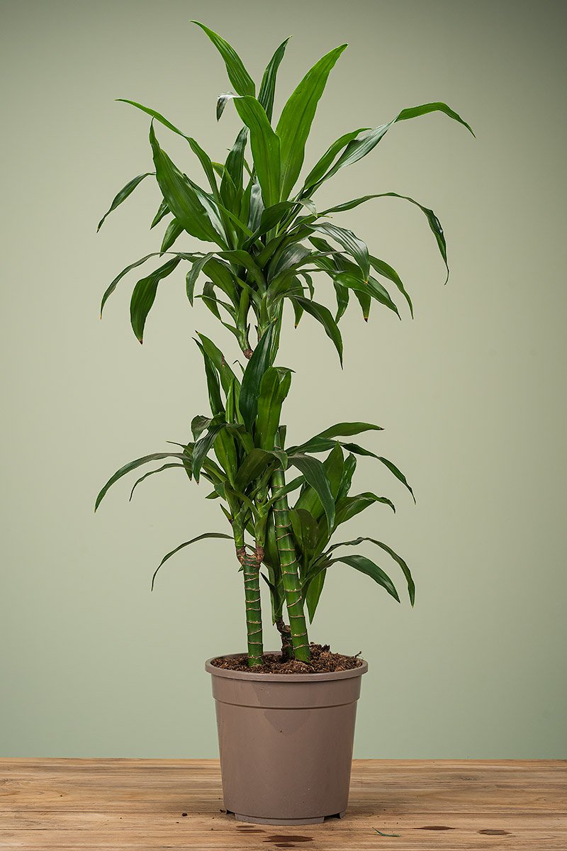 Dracaena Janet Craig mit dunkelgrünen, glänzenden Blättern in einem braunen Topf auf Holztisch vor grünem Hintergrund – 120 cm hoch, Ø 24 cm Topf