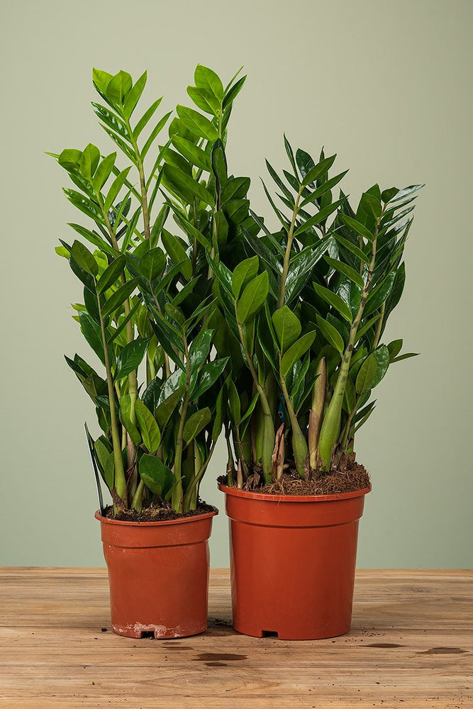 Zamioculcas