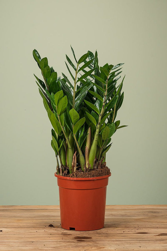 
                  
                    Zamioculcas
                  
                