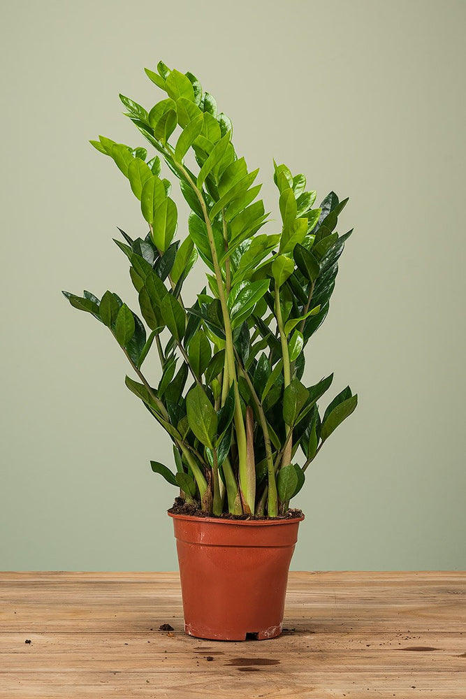 
                  
                    Zamioculcas
                  
                