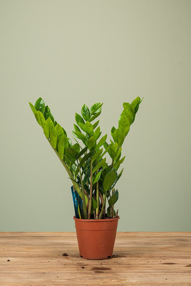 
                  
                    Zamioculcas
                  
                