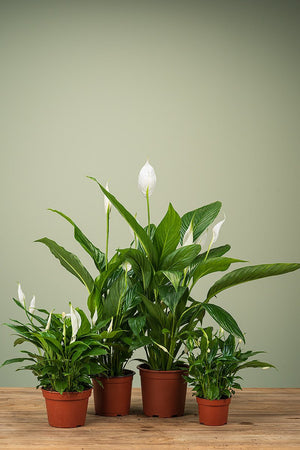
                  
                    Spathiphyllum
                  
                