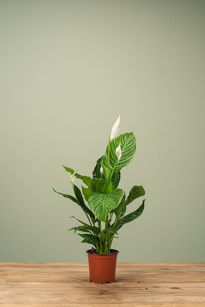 
                  
                    Spathiphyllum
                  
                