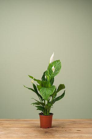 
                  
                    Spathiphyllum
                  
                