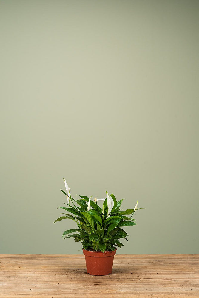 
                  
                    Spathiphyllum
                  
                