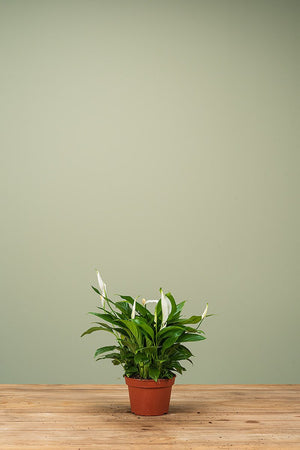 
                  
                    Spathiphyllum
                  
                