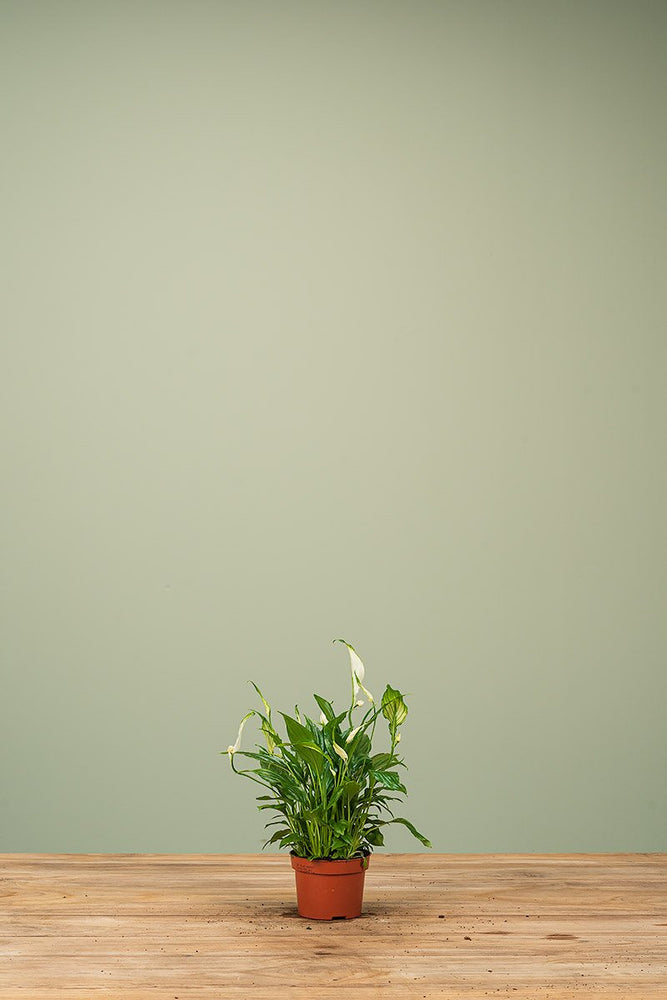 
                  
                    Spathiphyllum
                  
                