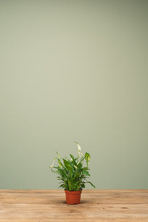 
                  
                    Spathiphyllum
                  
                