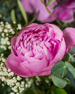 
                  
                    Nahaufnahme pinke Pfingstrose mit Eukalyptus und Schleierkraut
                  
                